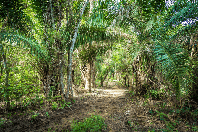 Amazon National Park